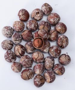 Kavrulmuş Kabuklu Fındık